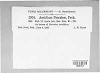 Aecidium psoraleae image